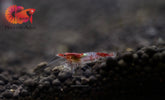 Red Rili Neocaridina Shrimp - Grade SSS++